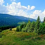 Forest House Деревянный коттедж *
